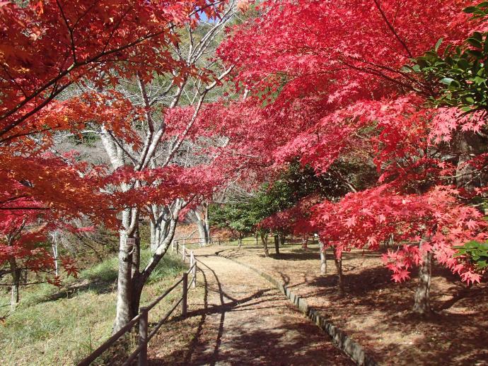 大野ダムもみじ写真11月13日5