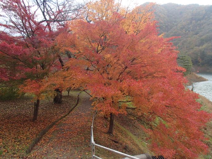 大野ダムもみじ写真11月19日-4