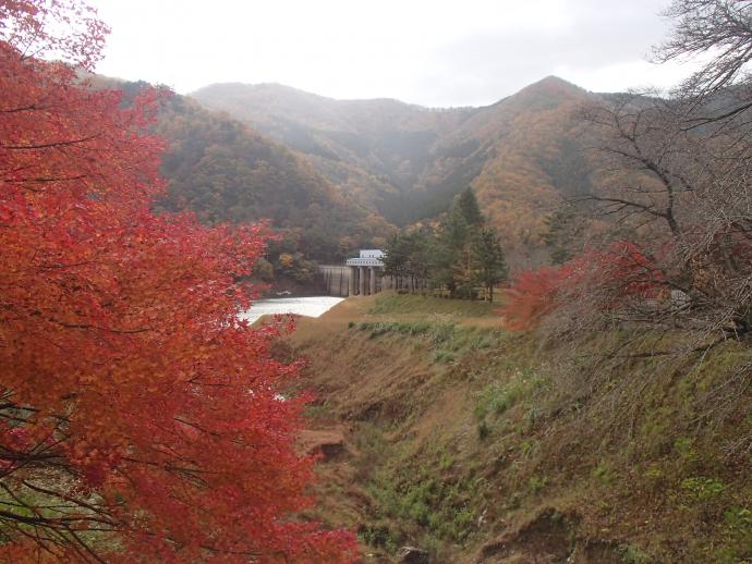 大野ダムもみじ写真11月19日-3