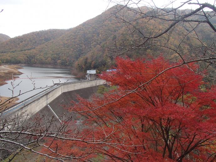 大野ダムもみじ写真11月19日-2