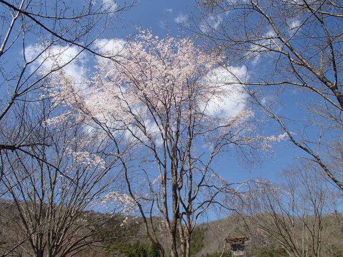 3月23日のしだれ桜の写真2