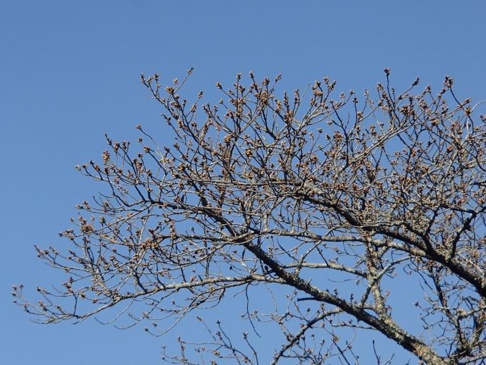 3月23日の桜の写真2