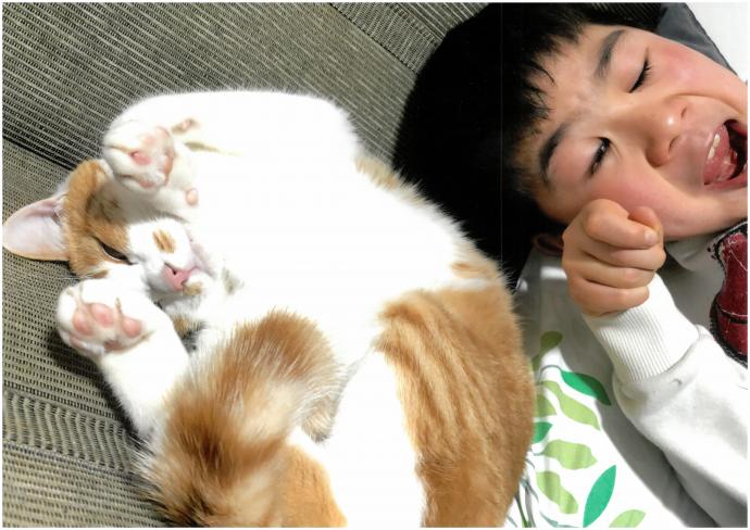 男の子と猫の写真