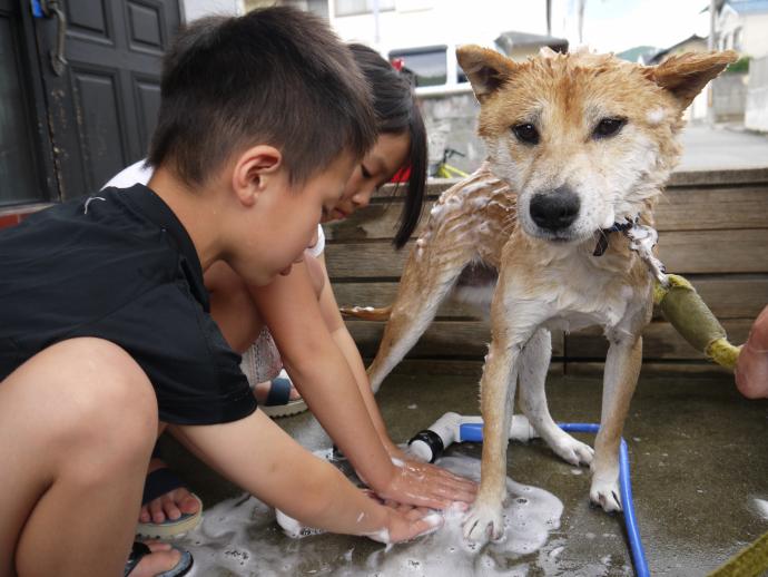 犬を洗っている子供の写真