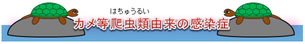 カメ等爬虫類由来の感染症