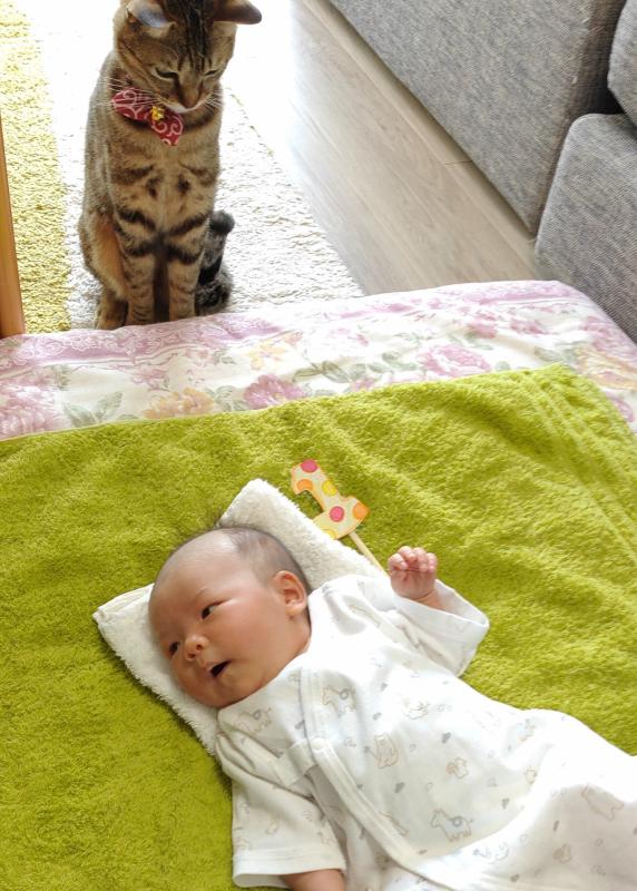 赤ちゃんを見守る猫の写真