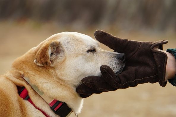 飼い主の手と犬の写真