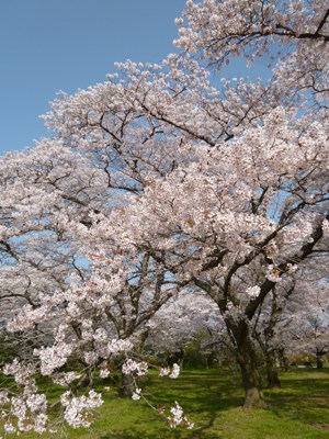 桜