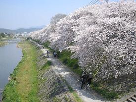 高野川河川敷の桜並木