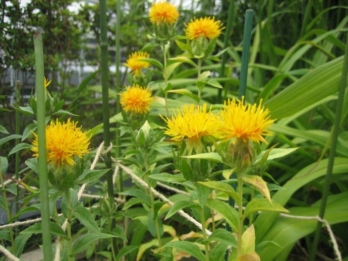 ベニバナ芽
