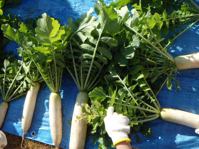 daikon