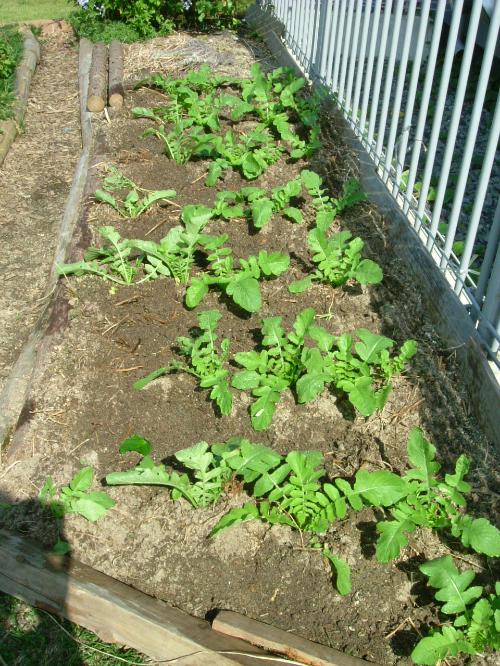 大根を植えました