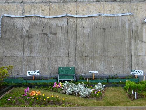 植栽数日後のアサガオ