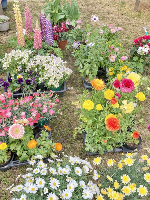 春の花2