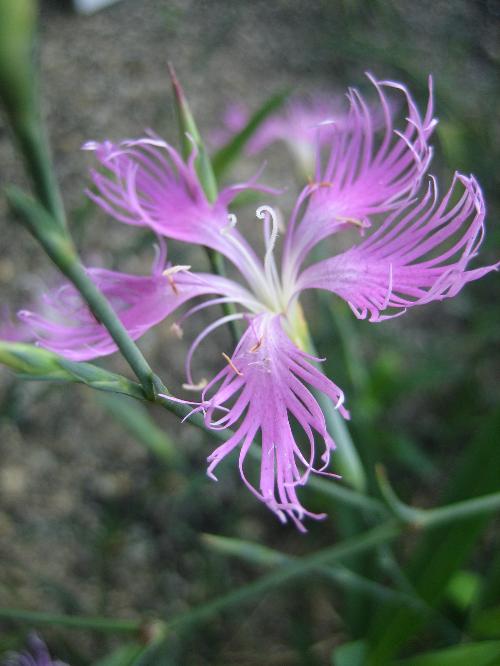 ナデシコの花