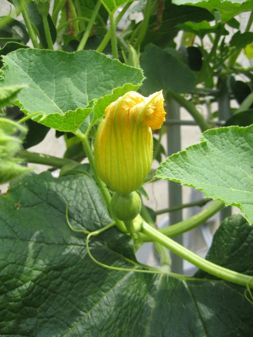 カボチャの花と実