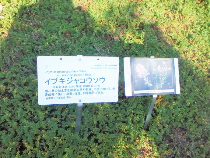 イブキジャコウソウ
