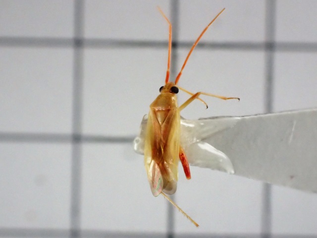 アカスジカスミカメ