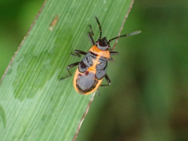 ヒメジュウジナガカメムシ幼虫