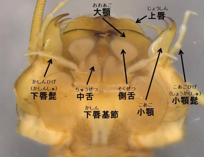 画像;カワゲラの口