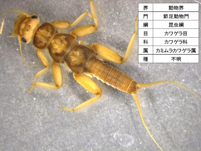 動物界、節足動物門、昆虫網、カワゲラ目、カワゲラ科、カミムラカワゲラ属