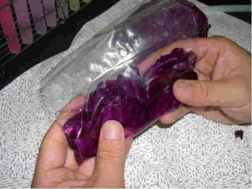 ムラサキキャベツをもみほぐしている写真