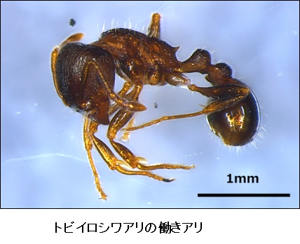 トビイロシワアリ01