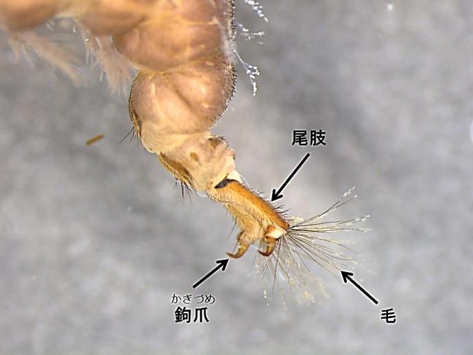 トビケラの尾肢