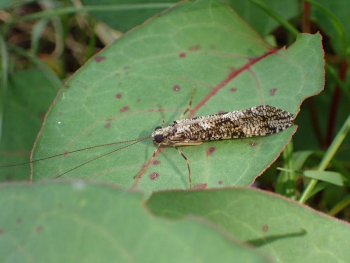 ヒゲナガカワトビケラの成虫