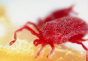 写真：花粉を食べるタカラダニ