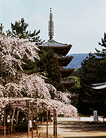写真：五重塔桜風景