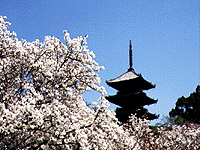 写真：御室桜