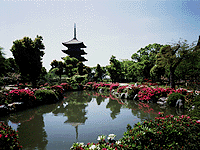 写真：五重塔とつつじ