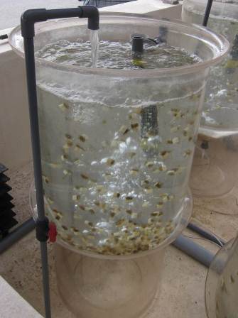 特許技術を用いた海藻種苗の生産方法