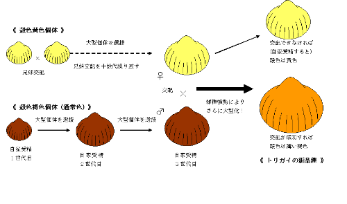 トリガイ新品種の作出手法