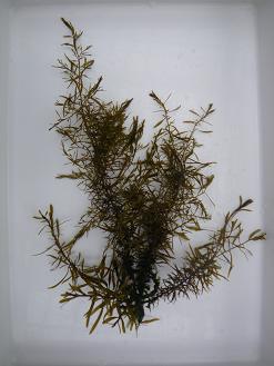 ミヤベモク藻体