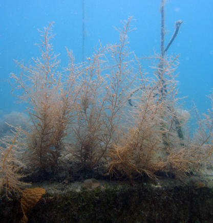 藻場礁上で繁茂した移植種苗