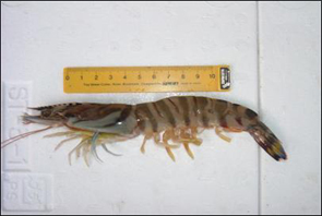 栗田湾で9月に漁獲されたクルマエビ