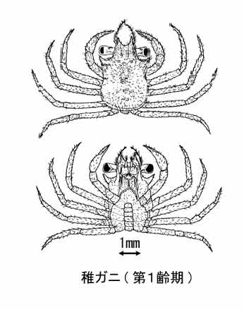 図:稚ガニ