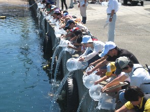 マダイの稚魚を記念放流しました