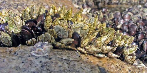 丹後の海の生き物 カメノテ 京都府ホームページ