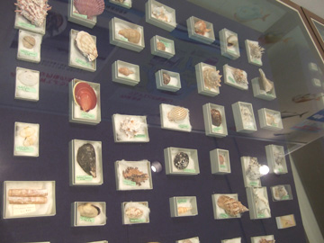 貝類標本の展示