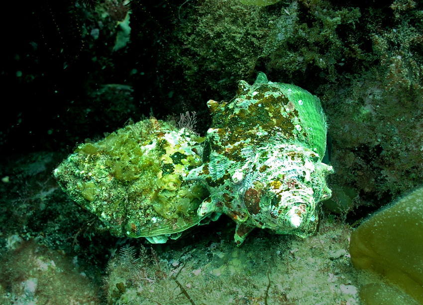 丹後の海の生き物サザエ