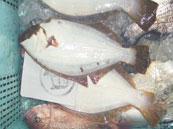 qij