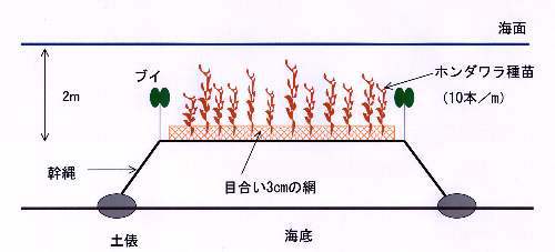 図5 中層延べ縄方式でのホンダワラ養殖