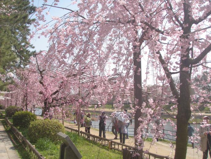 写真：4月12日撮影の桜1