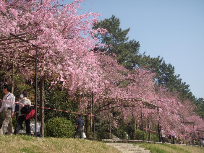 写真：4月12日撮影の桜2