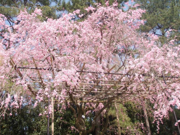 写真：4月12日撮影の桜3