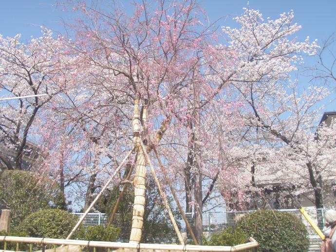 写真：4月12日撮影の桜4