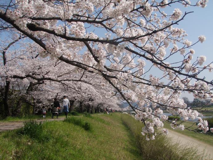 写真：4月12日撮影の桜5